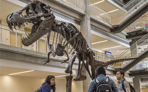 Stan the T. Rex in the Rockville Campus Science Center