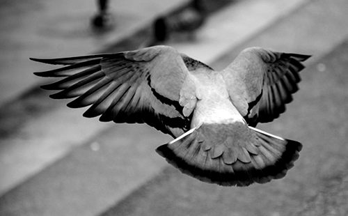 黑色和白色的鸽子飞的照片