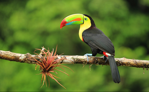 Toucan bird and an air plant in a Costa Rican tree