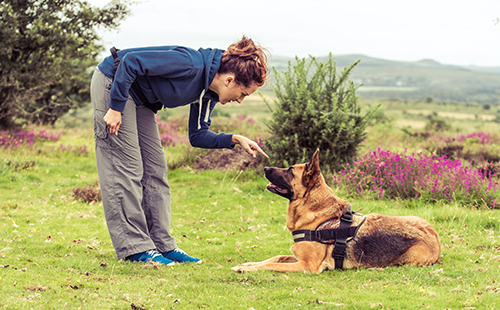 Woman and her German Shepard in training