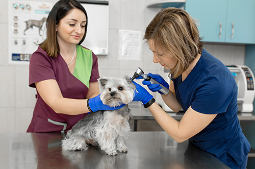 一名兽医,兽医助理检查一只狗。