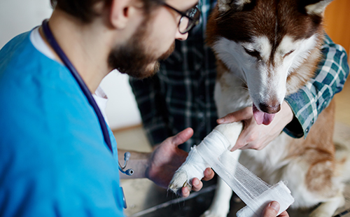 一名兽医包扎了狗的爪子。